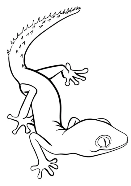 Illustration Contour Gecko Isolé — Photo