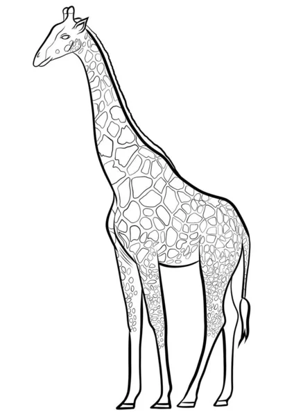 Жираф Стоїть Контурна Ілюстрація — стокове фото