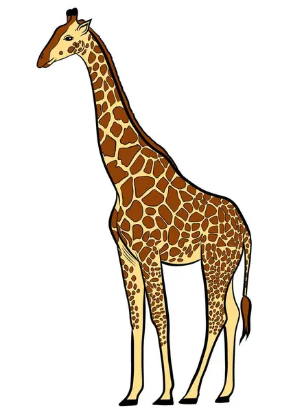 Giraffe isolated on white background. Cartoon illustration of a giraffe