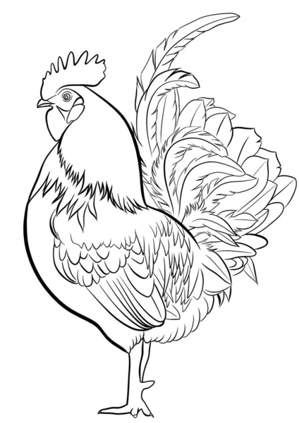 Esquema Del Gallo Ilustración Aislada — Foto de Stock