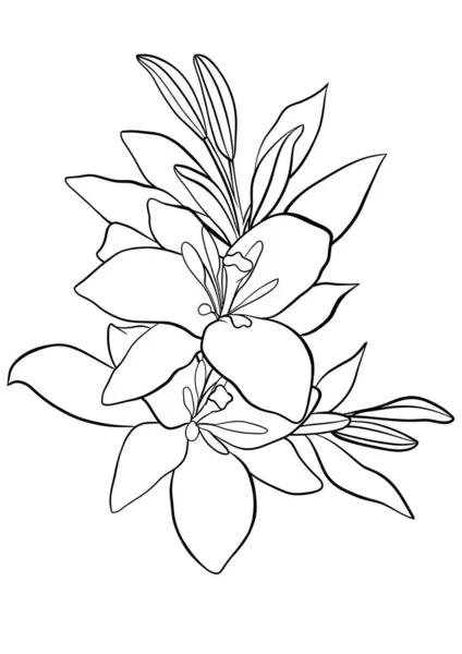 Kontur Kwiat Lilii Ilustracja Izolowane — Zdjęcie stockowe