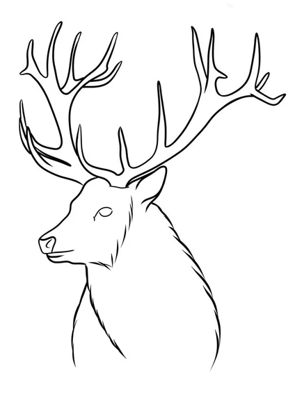 Deer Outline Illustration Isolated White — Stock Photo, Image