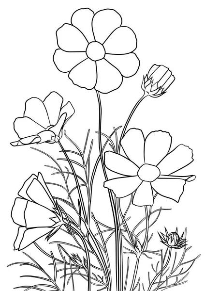 Kozmosz Virág Színező Oldal Lineáris Illusztráció Színező Könyv — Stock Fotó