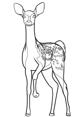 Şeffaf arkaplanda ceylan çizimi