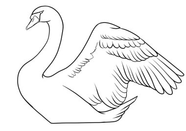 Kuğu kanat çırpıyor.