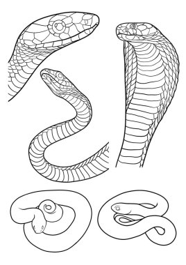 Yılan seti, zehirli yılan, cobpa çizim seti