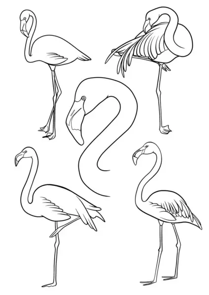 Flamingo, flamingo vektör özeti çizimi