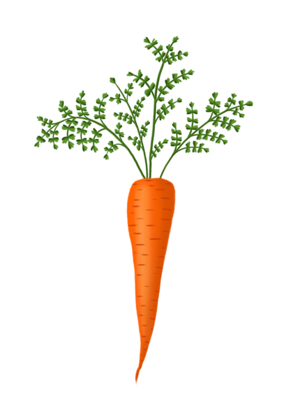 Havuç eli çizilmiş suluboya illüstrasyon png kesme