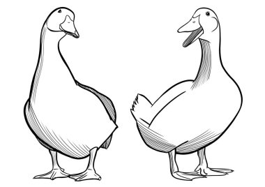 Ördek oymacılığı biçim vektör çizimi