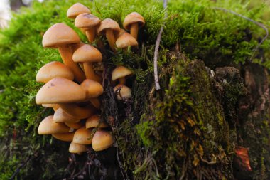Yeşilimsi yosunlu bir sandıkta küçük bir mantar grubu..