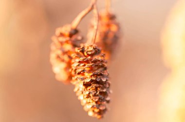 Güneşli bir günde, parktaki glutinous Alnus 'un dişi tohumları..