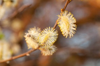 Güneşli bir günde, Galiçya kıyısındaki bir parktan söğüt ağacı tohumları (tükürük beşiği).
