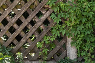 Yaprakların arkasındaki tahta çit.