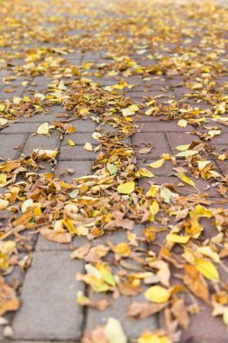 Kaldırımlı arka planda sonbahar yaprakları