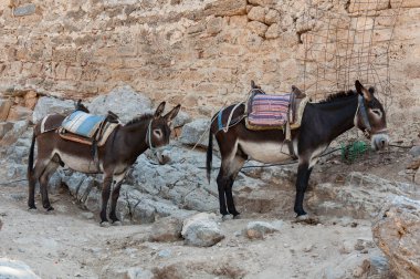Lindos Akropolünde dinlenen eşekler