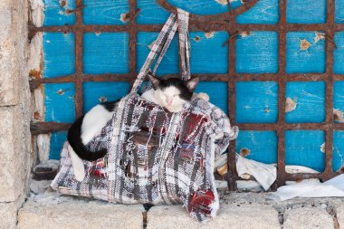 Mandraki Limanı 'nda uyuyan kedi Rodos