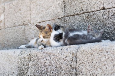 Mandraki Limanı 'nda uyuyan kediler Rodos