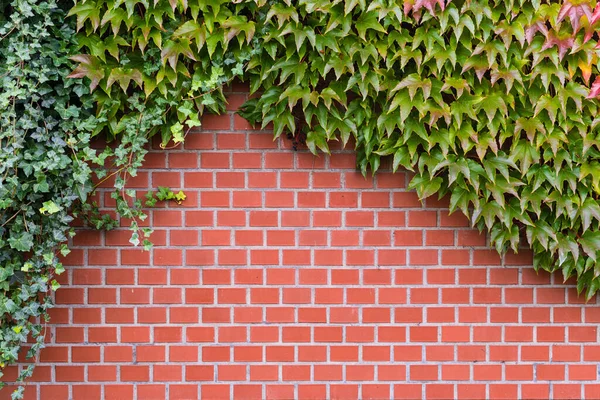Brick Wall Ivy Wine Grapes Climbers — Stock Photo, Image
