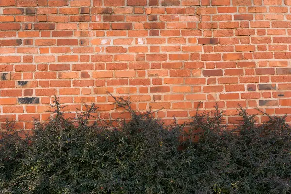 Borstels Tegen Oude Bakstenen Muur — Stockfoto