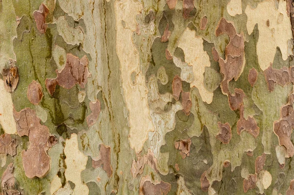 平らな木の樹皮のクローズ アップ — ストック写真