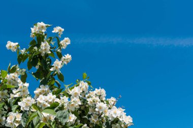 Güneşli bir günde mavi gökyüzüne karşı açan ağaç dalı