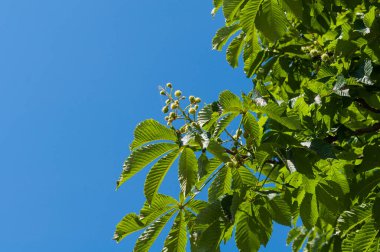 Yapraklı kestane ağacı dalı ve genç kestane rengi seçici odak