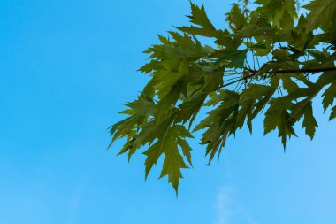 Mavi gökyüzüne karşı akçaağaç dalı