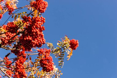 Mavi gökyüzüne karşı böğürtlenli Rowan ağacı dalları