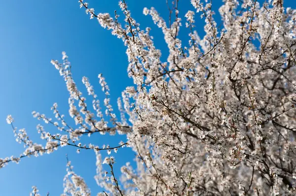 stock image Blossoming tree against blue sky