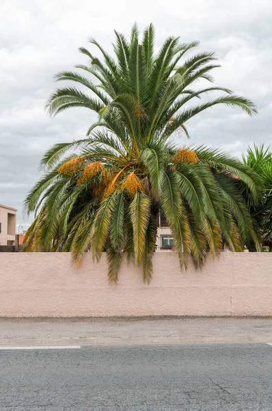 Palm Boom Achter Gepleisterde Muur Door Straat — Stockfoto