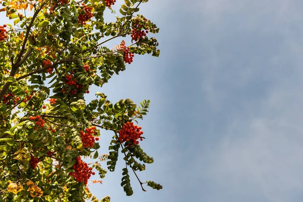 Mavi gökyüzüne karşı Rowan ağacı meyveleri