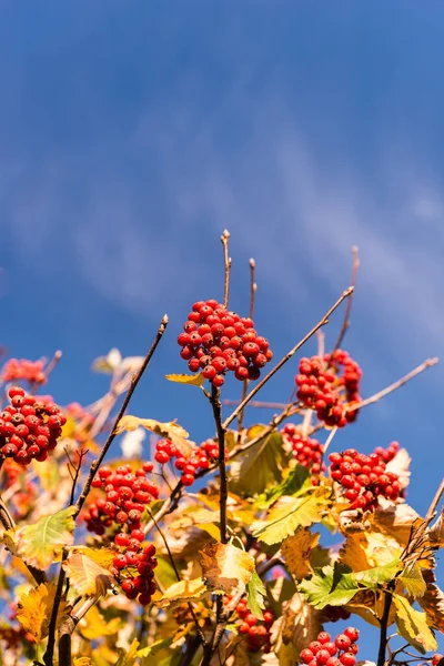 stock image Rowan tree branches with berries against blue sky