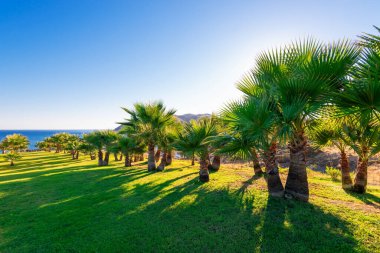 Sahildeki bir tatil köyünün bahçesindeki palmiye ağaçları sabah deniz kıyısında...