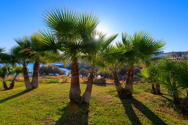 Palmbomen Tuin Badplaats Ochtend Aan Kust — Stockfoto