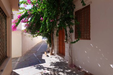 Yunanistan 'ın Heraklion şehrinin kasvetli boş caddesinde geleneksel ev kedisi pembe bougainvillea çiçekleri