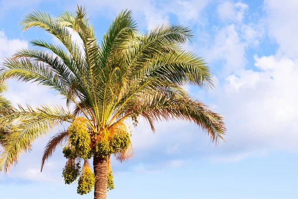 Tropical date palm tree with green immature fruits against blue sky and white clouds