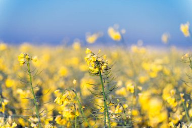 Donmuş tecavüz infloresansı güneşli Nisan sabahı seçici odak ile fotografı kapatın