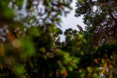Wroclaw Polonya 'da güneşli bir yaz günü dallar arasında ağaçta yaşayan gri balıkçıllar.