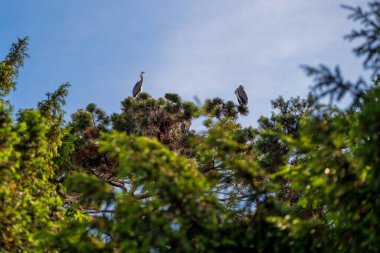 Wroclaw Polonya 'da güneşli bir yaz günü dallar arasında ağaçta yaşayan gri balıkçıllar.