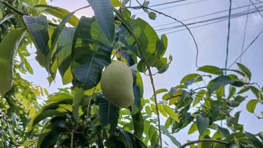 Bahçedeki bir ağacın yeşil yaprakları