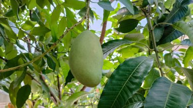 Dalın üzerinde yeşil mango