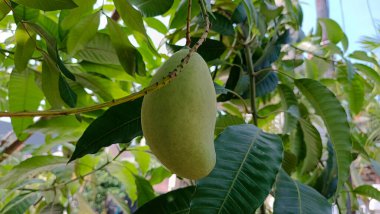 Bahçede mango meyvesi.