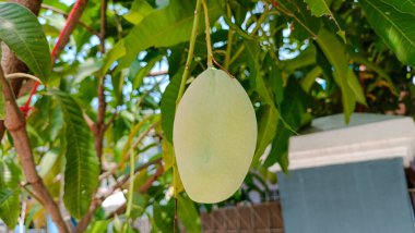 Yeşil mango meyvelerini yakın.