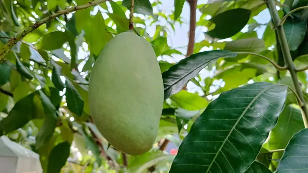 green mango with mango tree in garden