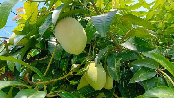 Ağaçtaki yeşil papaya.