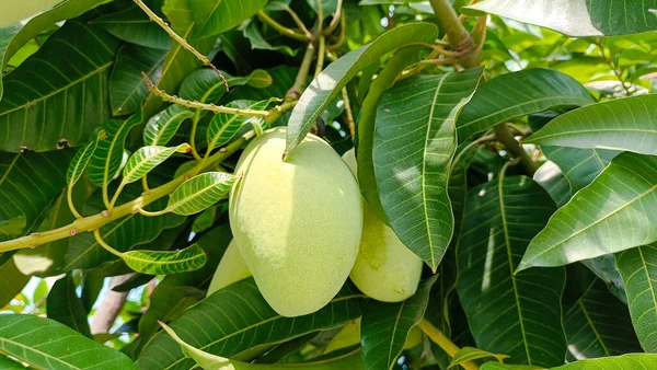 Close Mango Fruit — Stock Photo, Image