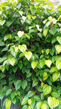 Bahçedeki yeşil bitki