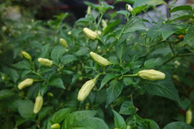 Sabah tarlada yeşil biber ağacı