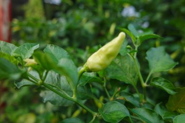Sabah tarlada yeşil biber ağacı