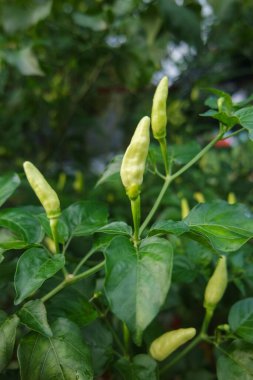 Sabah tarlada yeşil biber ağacı